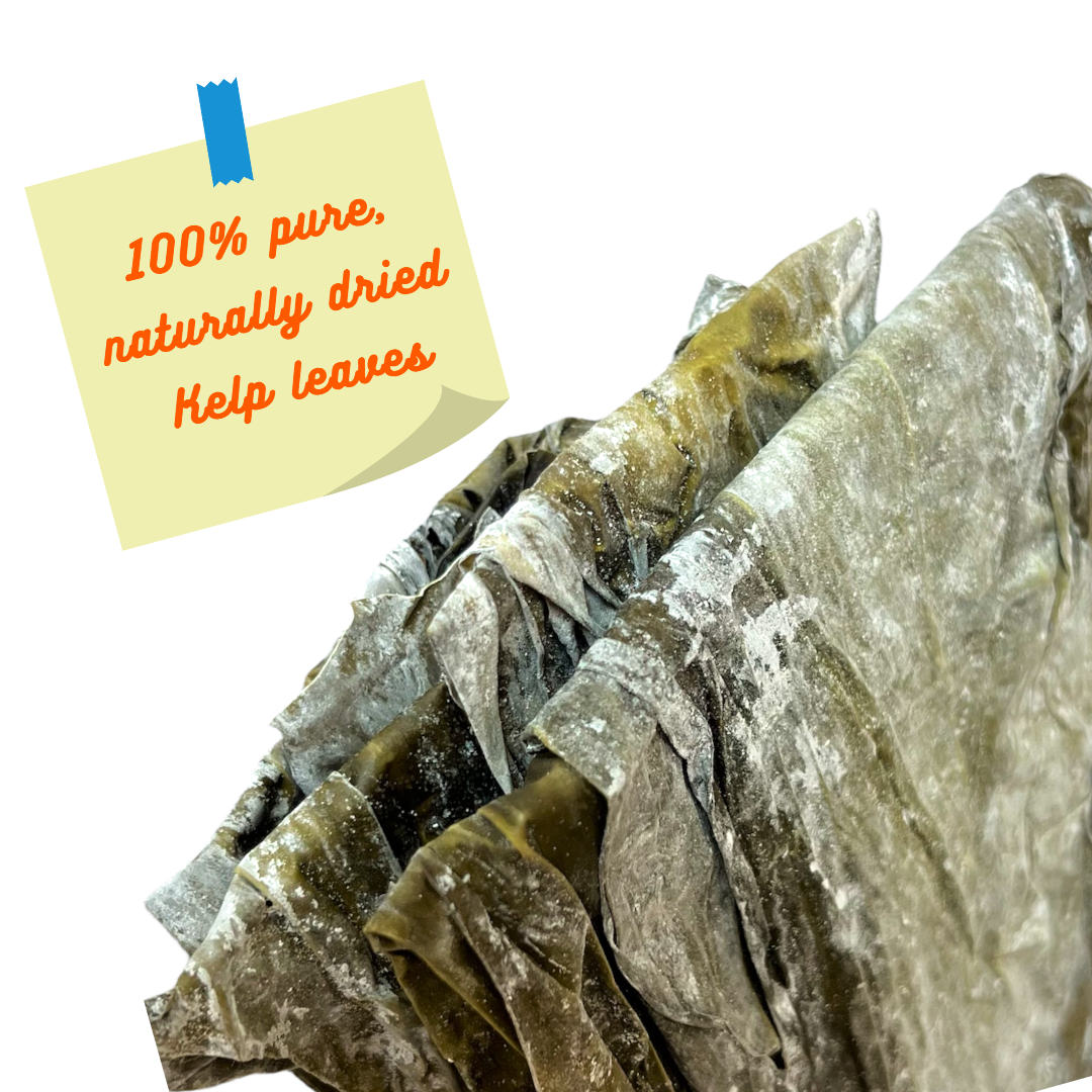 Seaweed Kelp Dried Whole Leaves For Body Wraps. Cellulite Treatment and Rejuvenation.  2 lb Pack For Spa And Home Use