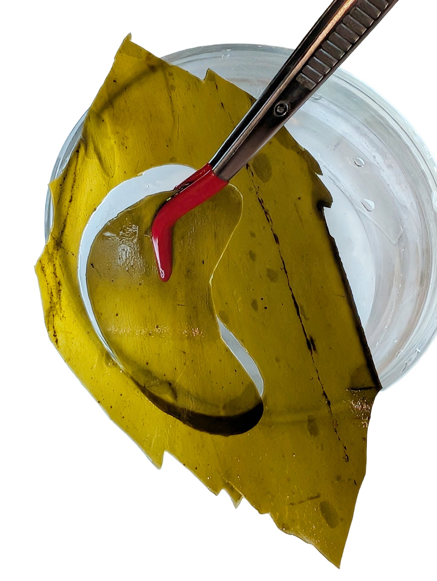 Seaweed Under-Eye Patches From Real Hand-Cut Kelp Leaves, Rejuvenation and Wrinkle Reduction, Made in USA.